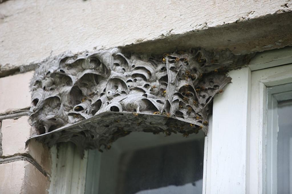 Dzīvokļa logā lapsenes izveido pūzni