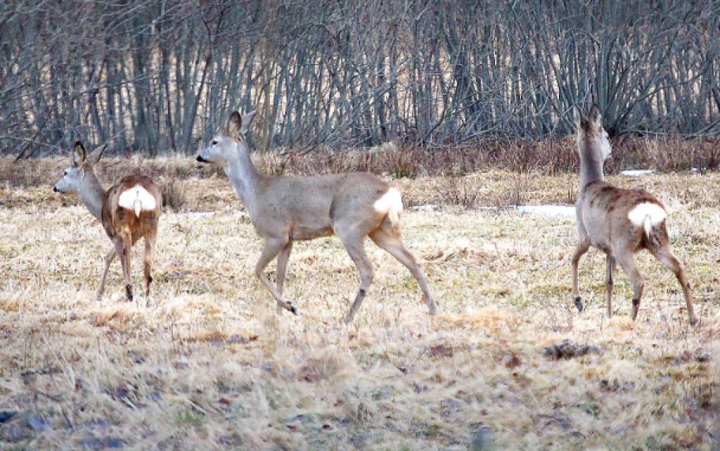 Stirnu skaits samazinājies par 30 procentiem