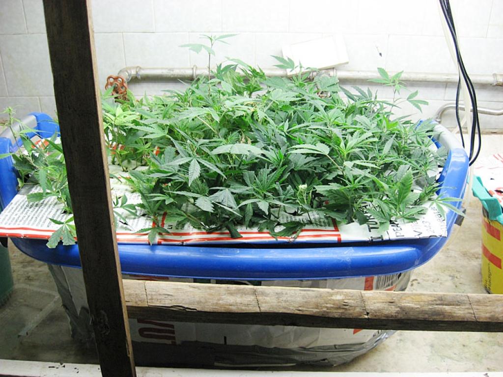 Atklāj marihuānas audzētavu un izņem 34 realizācijai sagatavotus iepakojumus