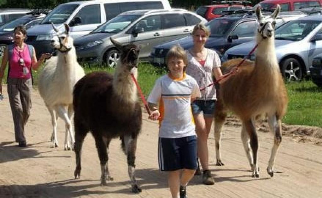 Kamieļu audzētavā  ‘’Rakšos’’ sāk piedāvāt pasaulē atzīto lamu terapiju 