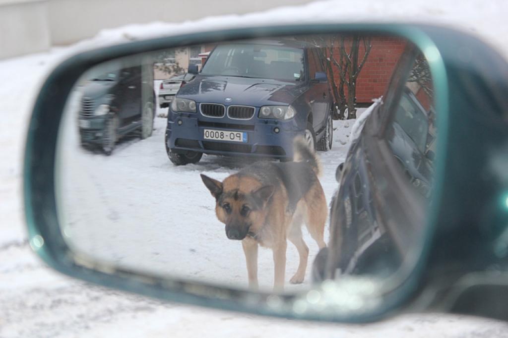 Palīdzēsim ķepaiņiem: palīdziet atpazīt suni!