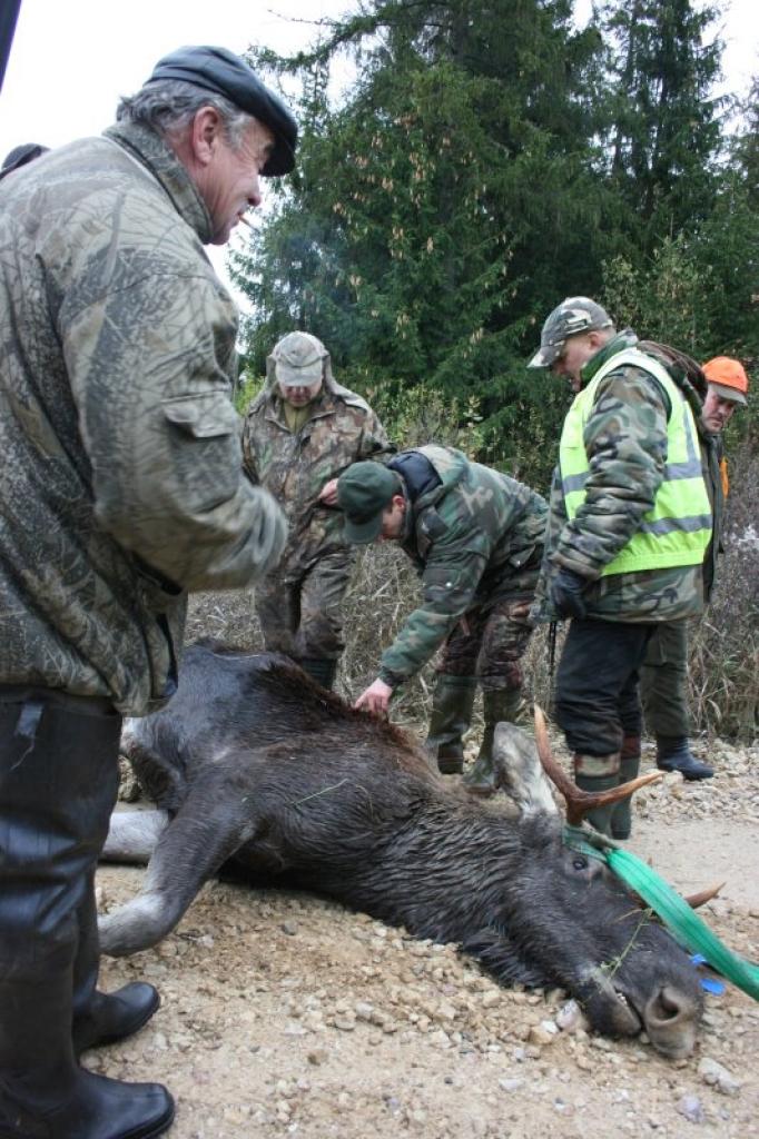 Lai aļņu medības būtu veiksmīgas, vajag arī daudz uzmanības un pacietības