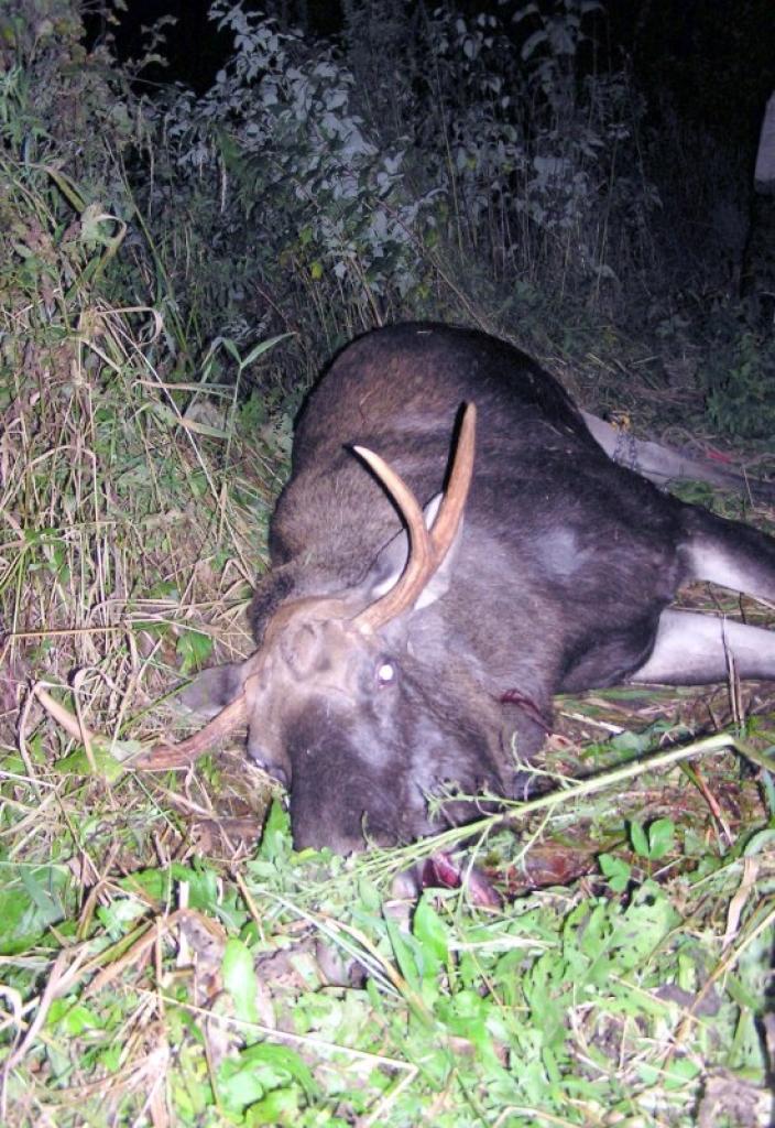 Litenes mednieki nomedī četrus alņus