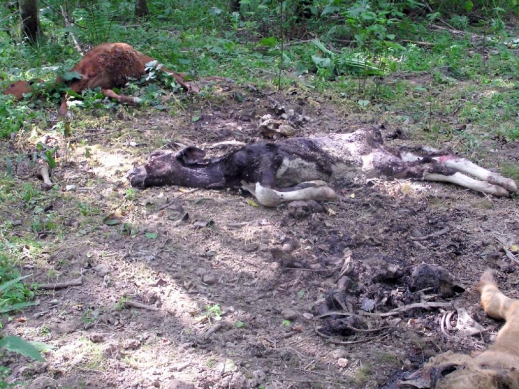 Netālu no lauku ceļa mežā atrastie beigtie teļi pazūd nezināmā virzienā