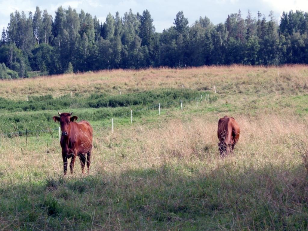 Sūdzības par 50 piena ražotājiem Gulbenes rajonā