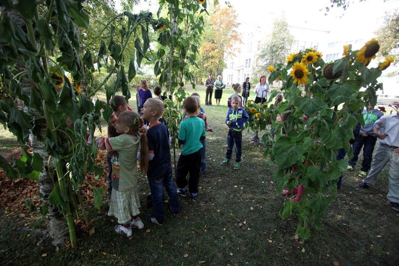 Skolas pagalmā izstāda 67 saulespuķes pat līdz 4 metru garumam