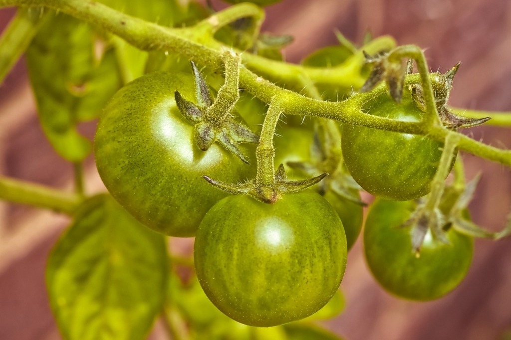 Marinēti zaļie tomāti. Ideāla recepte ražas noslēgšanai!