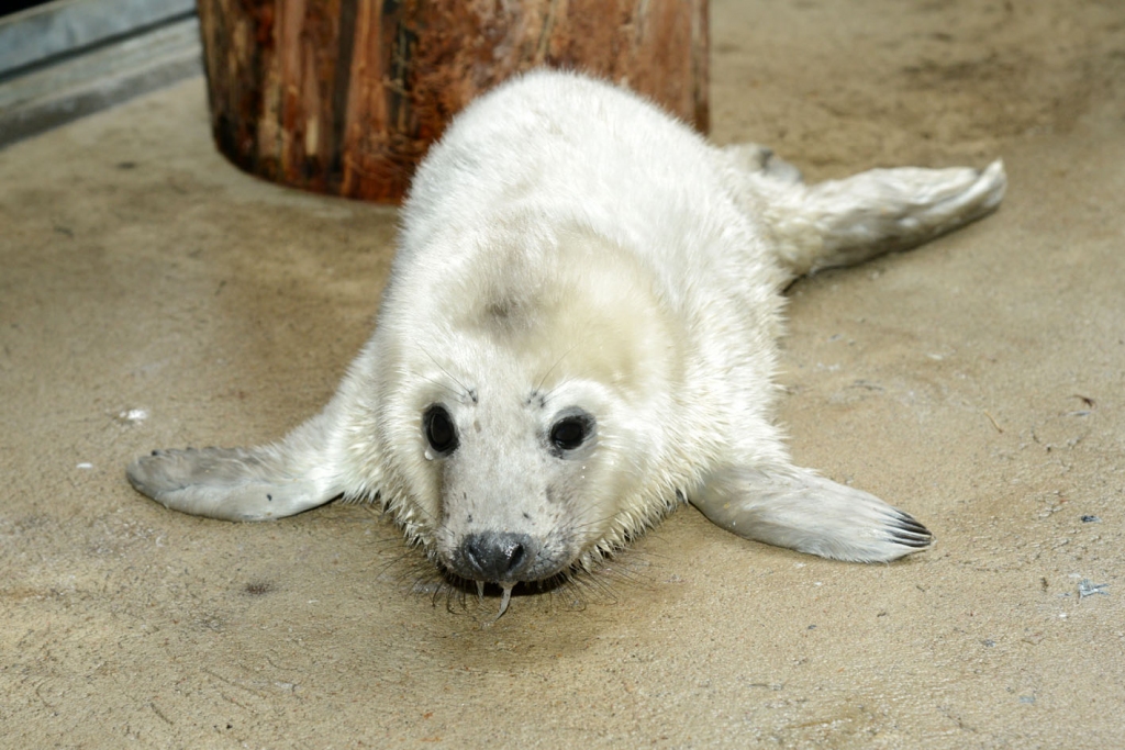 Zoodārzā nogādāti divi ronēni no Saulkrastu apkaimes