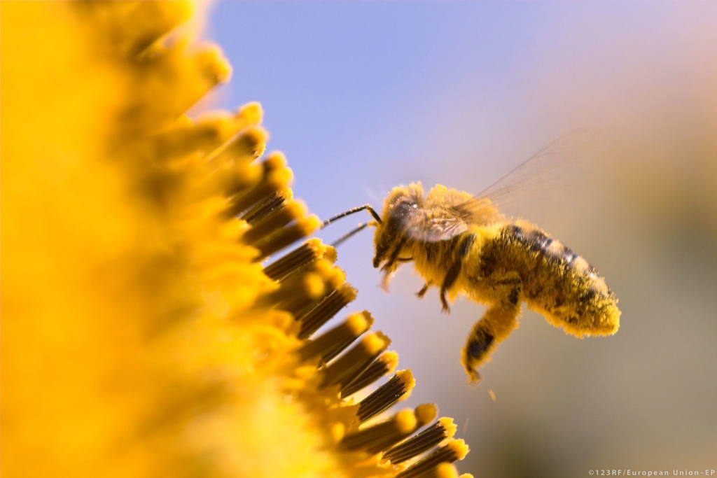 Eiropas Parlaments: lai glābtu Eiropas bites, jāsamazina pesticīdu lietošana 
