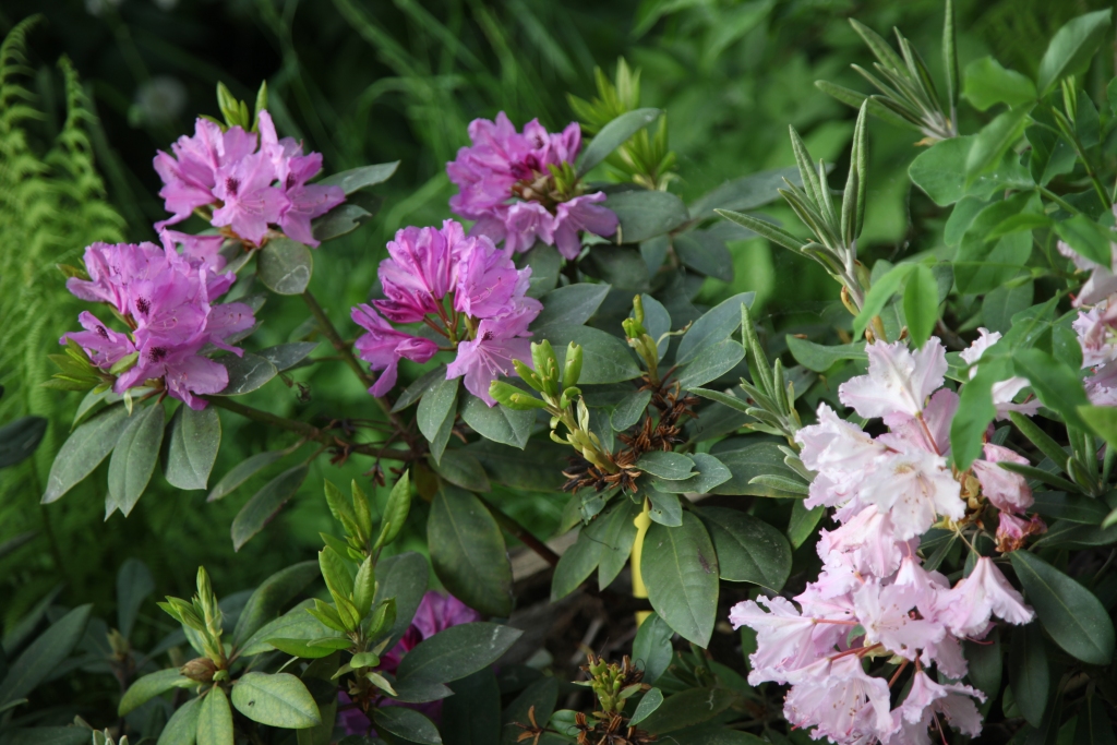 FOTO: Gunāra Lapkaša rododendru dārzs Lejasciemā